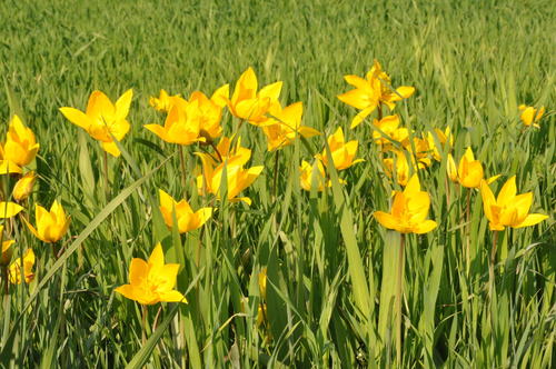 Tulipan z winnicy — Bild 3