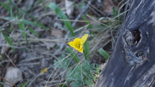 Tulipan z winnicy — Bild 2