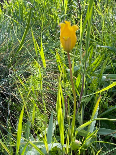 Tulipan z winnicy — Bild 3