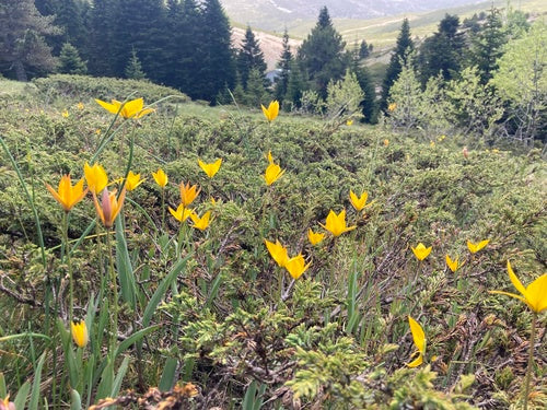 Tulipan z winnicy — Bild 4