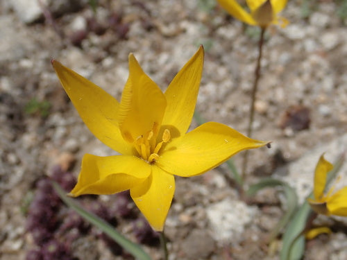 Tulipan z winnicy — Bild 5