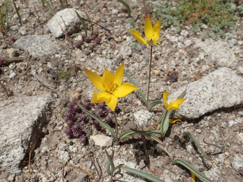 Tulipan z winnicy — Bild 5