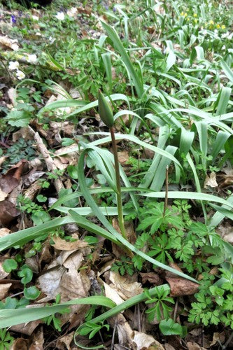 Tulipan z winnicy — Bild 4