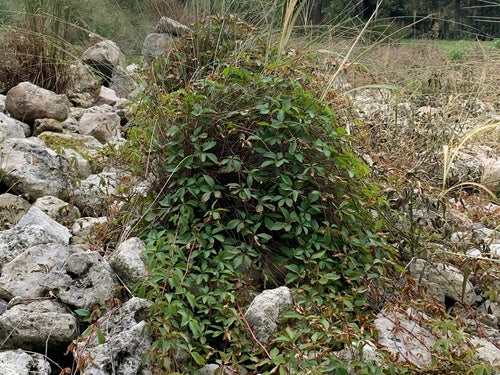 Winorośl — Bild 2