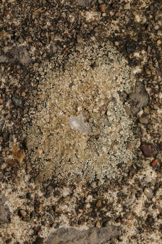 Białe porosty ścienne — Bild 1