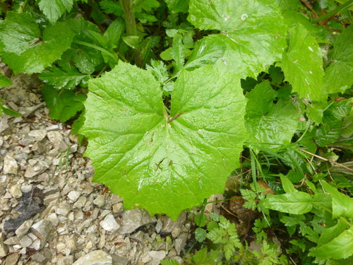 Lepiężnik biały — Bild 3