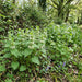 Weiße Taubnessel (Lamium album) in Blüte im naturnahen Garten (KI-generiert)