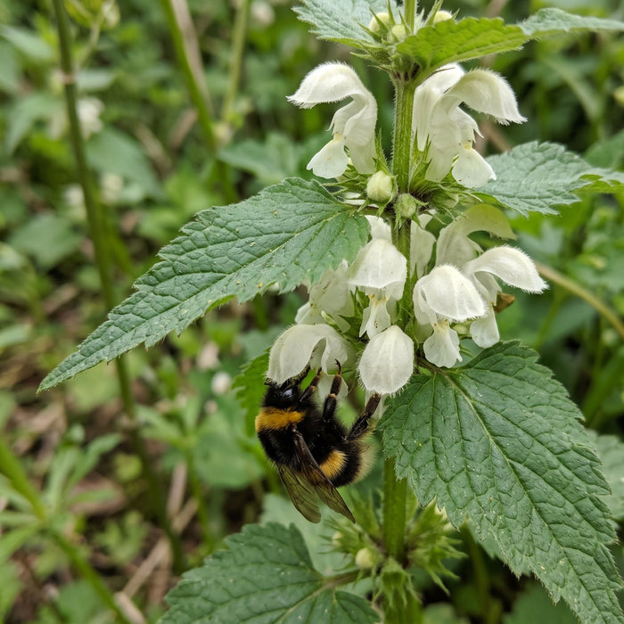 Blüte von Weiße Taubnessel (Lamium album) in Nahaufnahme (KI-generiert)