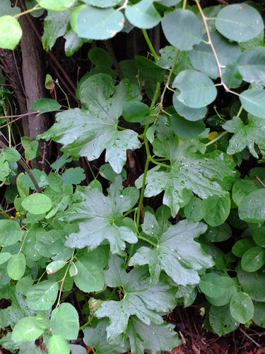 Biały bryon — Bild 4