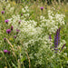 Weißes Labkraut (Galium album) in Blüte im naturnahen Garten (KI-generiert)