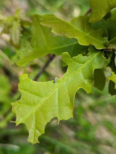 Osy W Dębach — Bild 4