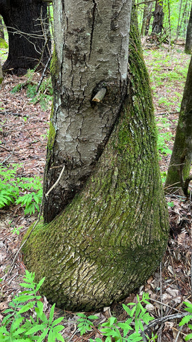 Biała sosna — Bild 5