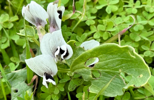 Słodki groszek — Bild 2