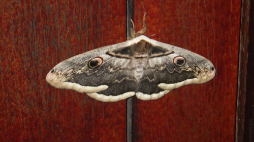 Wiedeński paw motyl — Bild 5