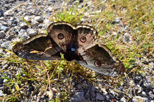 Wiedeński paw motyl — Bild 4