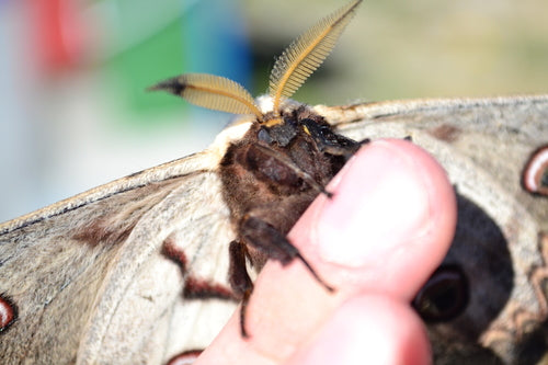 Wiedeński paw motyl — Bild 3