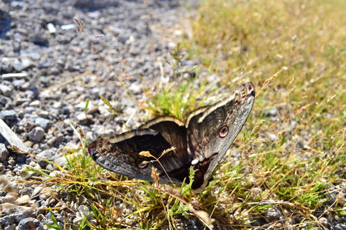 Wiedeński paw motyl — Bild 2