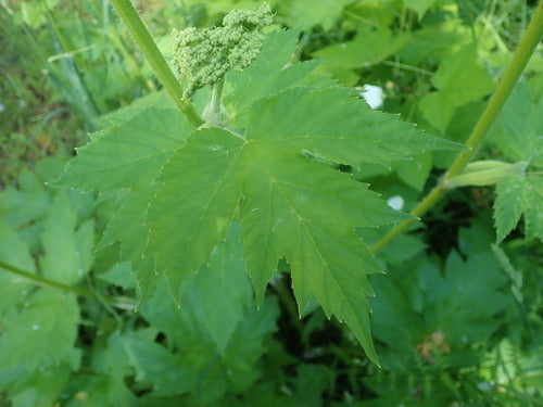 Barszcz łąkowy — Bild 5
