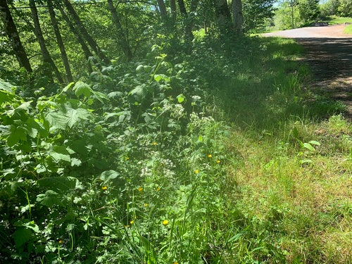 Trybula łąkowa — Bild 3