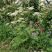Wiesen-Kerbel (Anthriscus sylvestris) in Blüte im naturnahen Garten (KI-generiert)