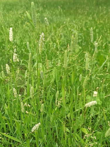 Tymotka łąkowa — Bild 2