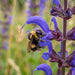 Blüte von Wiesen-Salbei (Salvia pratensis) in Nahaufnahme (KI-generiert)