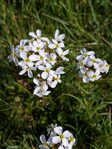 Pianka łąkowa — Bild 5