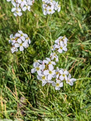Pianka łąkowa — Bild 4