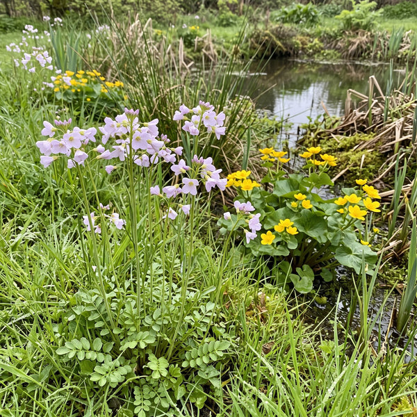 Wiesen-Schaumkraut (Cardamine pratensis) in Blüte im naturnahen Garten (KI-generiert)