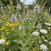 Wilde Karde (Dipsacus fullonum) in Blüte im naturnahen Garten (KI-generiert)