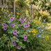 Wilde Malve (Malva sylvestris) in Blüte im naturnahen Garten (KI-generiert)