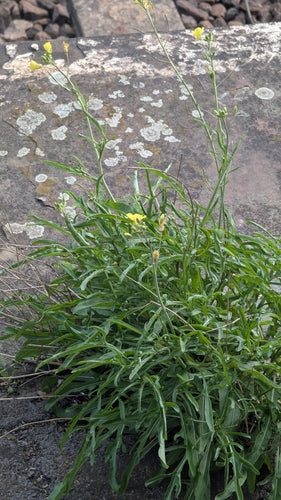 Dzika rakieta — Bild 4