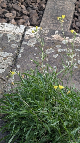 Dzika rakieta — Bild 3