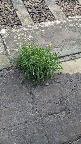 Dzika rakieta — Bild 2
