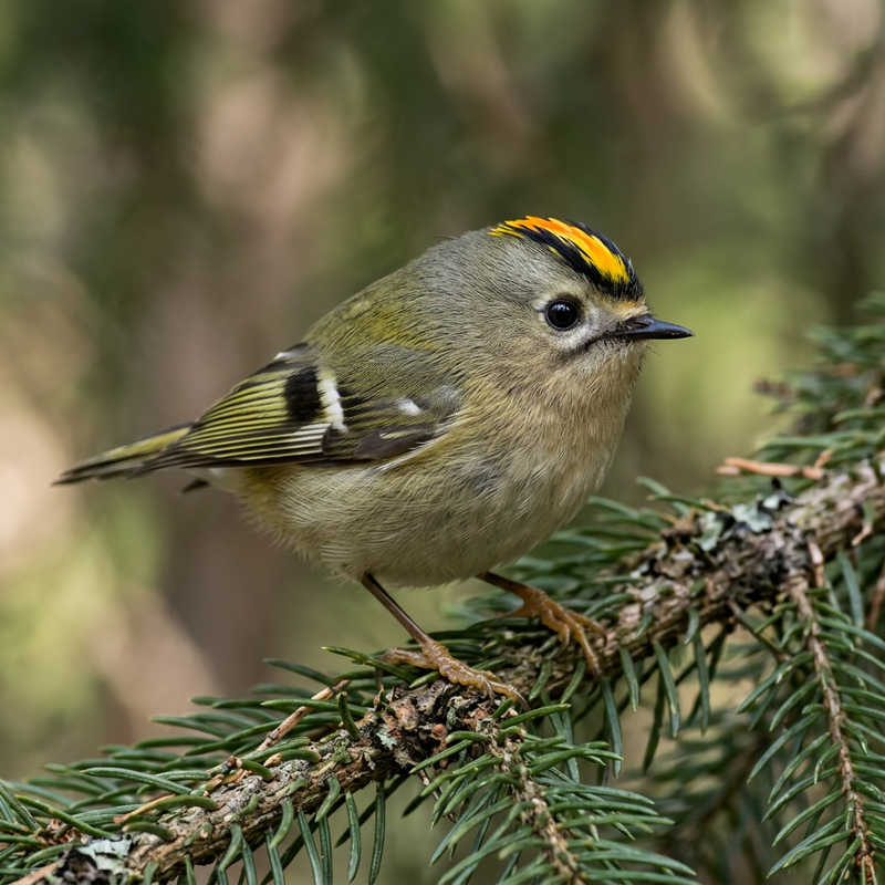 Wintergoldhähnchen (Regulus regulus), ilustracja AI