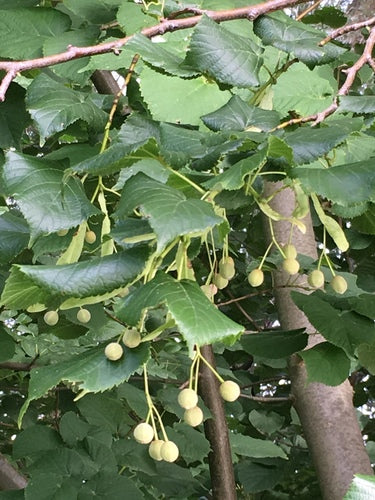 Zimowa lipa — Bild 2