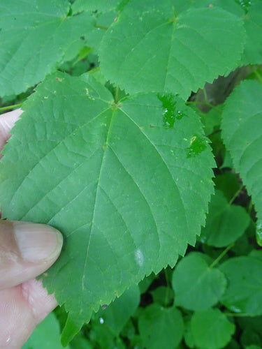 Zimowa lipa — Bild 3
