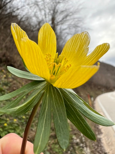 Zimowicz — Bild 5