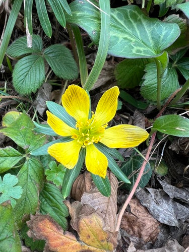 Zimowicz — Bild 3