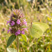 Blüte von Wirbeldost (Clinopodium vulgare) in Nahaufnahme (KI-generiert)