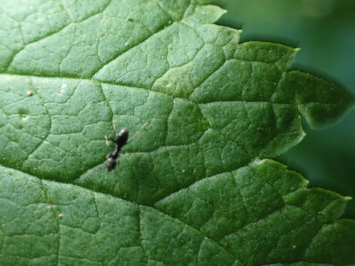 Pachnąca mrówka domowa — Bild 2