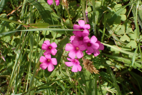 Pachnący szczaw — Bild 2