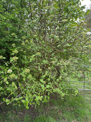 Wełniana śnieżka — Bild 4