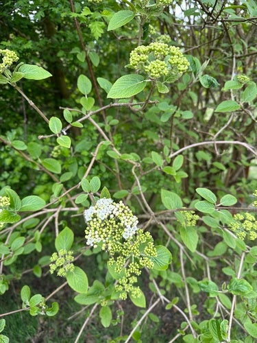 Wełniana śnieżka — Bild 5