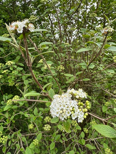 Wełniana śnieżka — Bild 5
