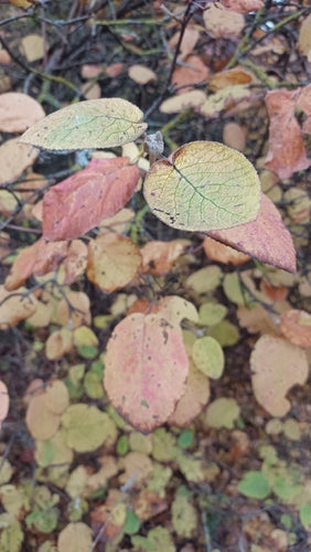 Wełniana śnieżka — Bild 4