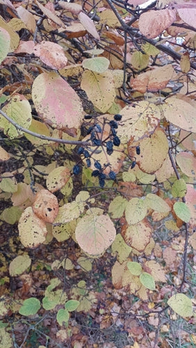 Wełniana śnieżka — Bild 3