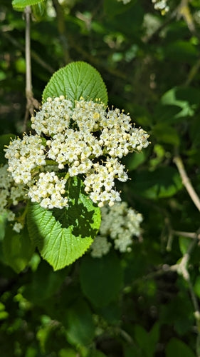 Wełniana śnieżka — Bild 2