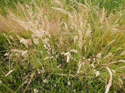 Wełnista trawa miodowa — Bild 4