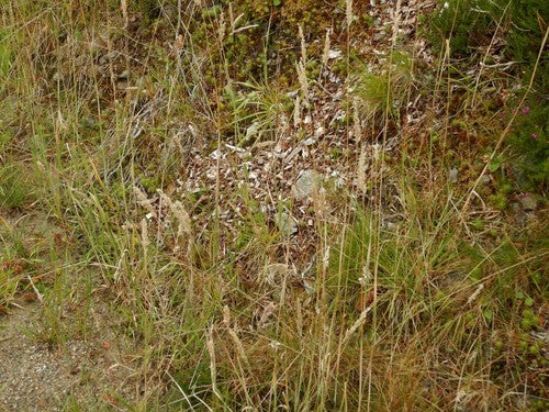 Wełnista trawa miodowa — Bild 3